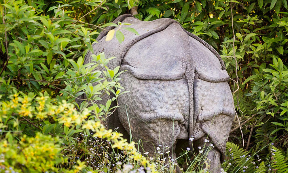 Nepal Jungle Safari