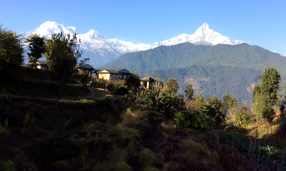 Dhampus Trekking