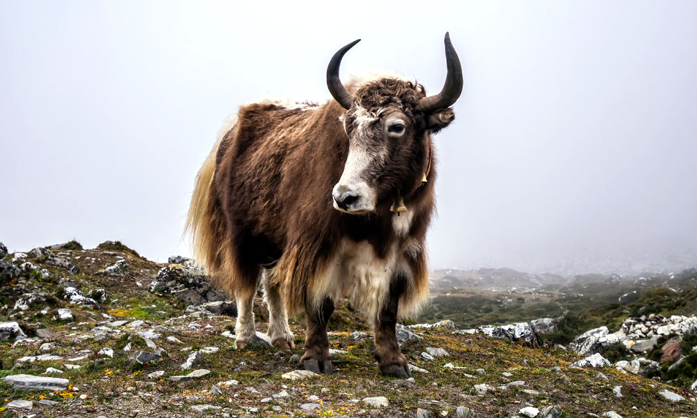 Everest Region Trek