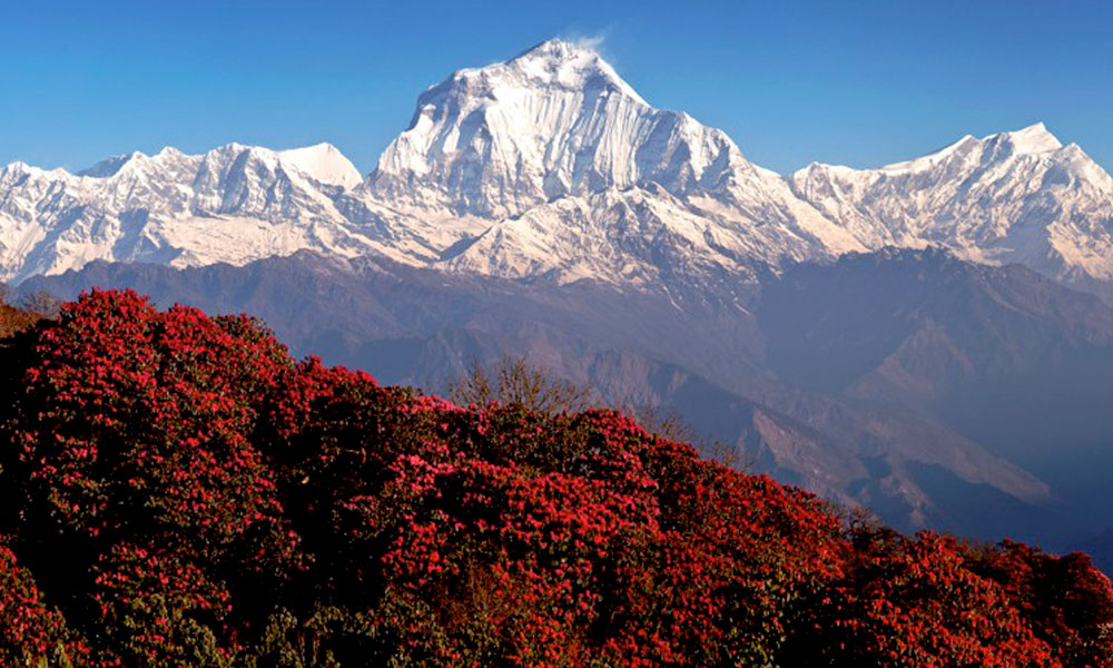 Ghorepani Poonhill Trekking